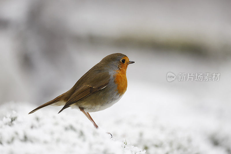 知更鸟(Erithacus rubecula)在冬天